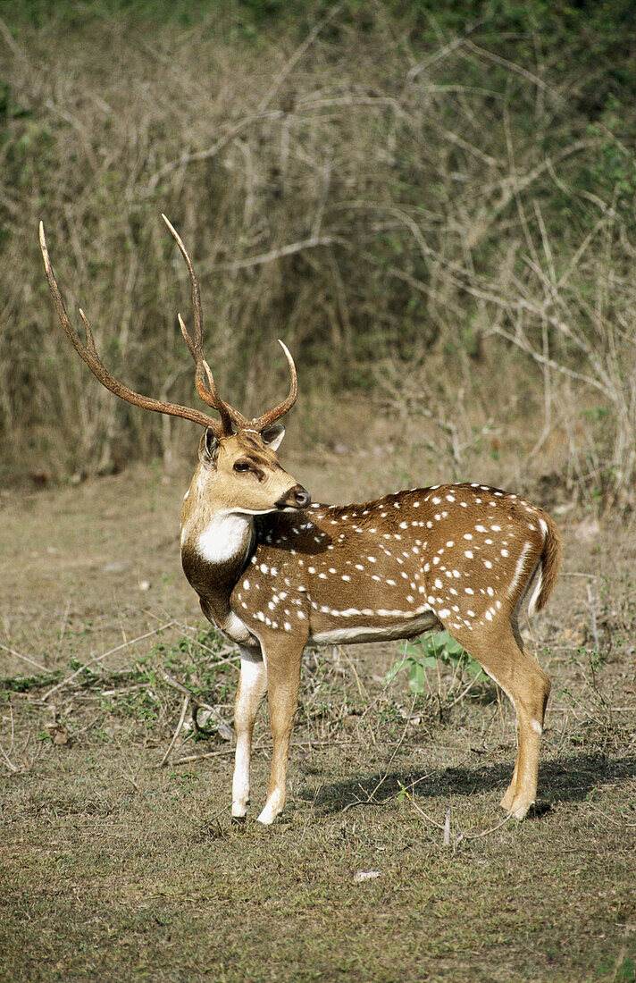 Spotted Deer (Axis axis). Bandipur National Park, Karnataka, India