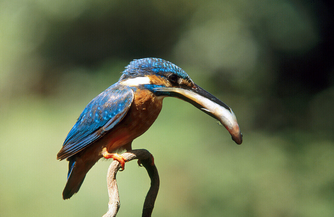 Small Blue Kingfisher (Alcedo coerulescens). Bangalore, India