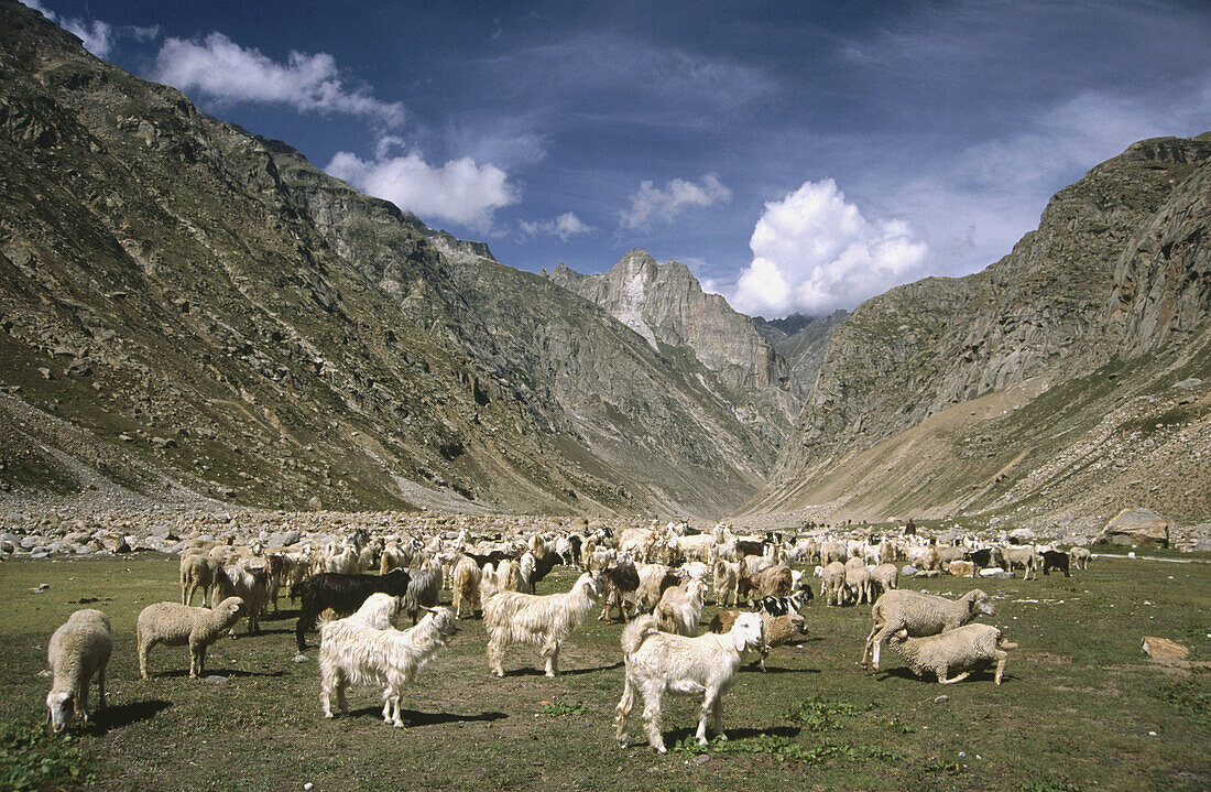Animal. Sheep. Lahul Spiti. Himachal Pradesh. India.