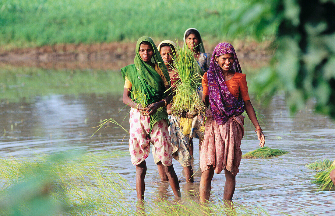 Planting rice field. Dungarpur. Rajasthan. India
