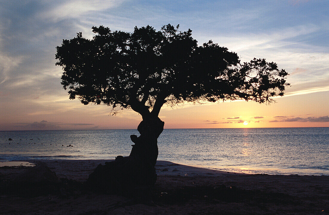 Eagle Beach. Aruba, Dutch Caribbean