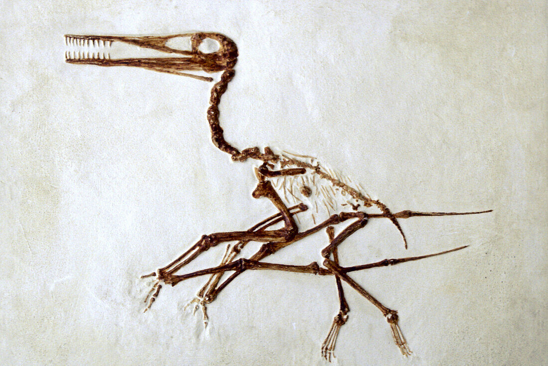 Fossil, Pterodactylus. Paleontological museum in Uppsala. Sweden