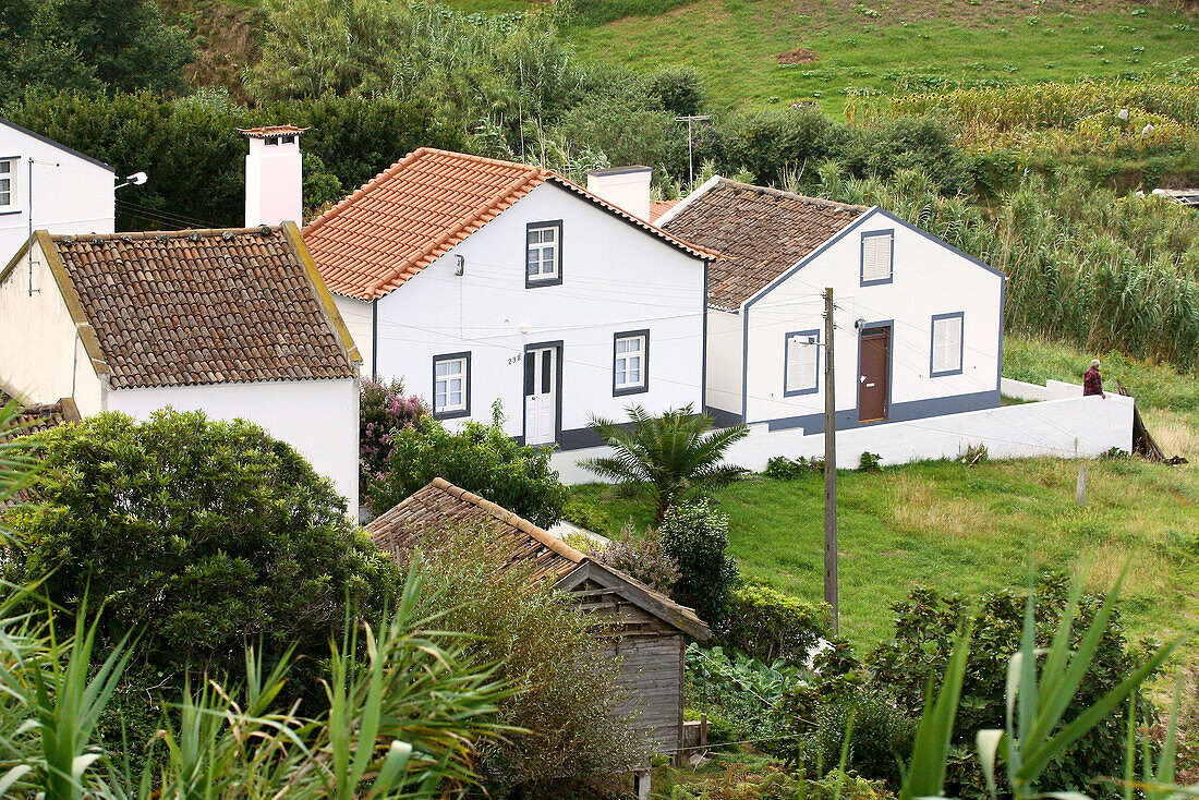 Farm on Sao Miguel, Azores. Portugal