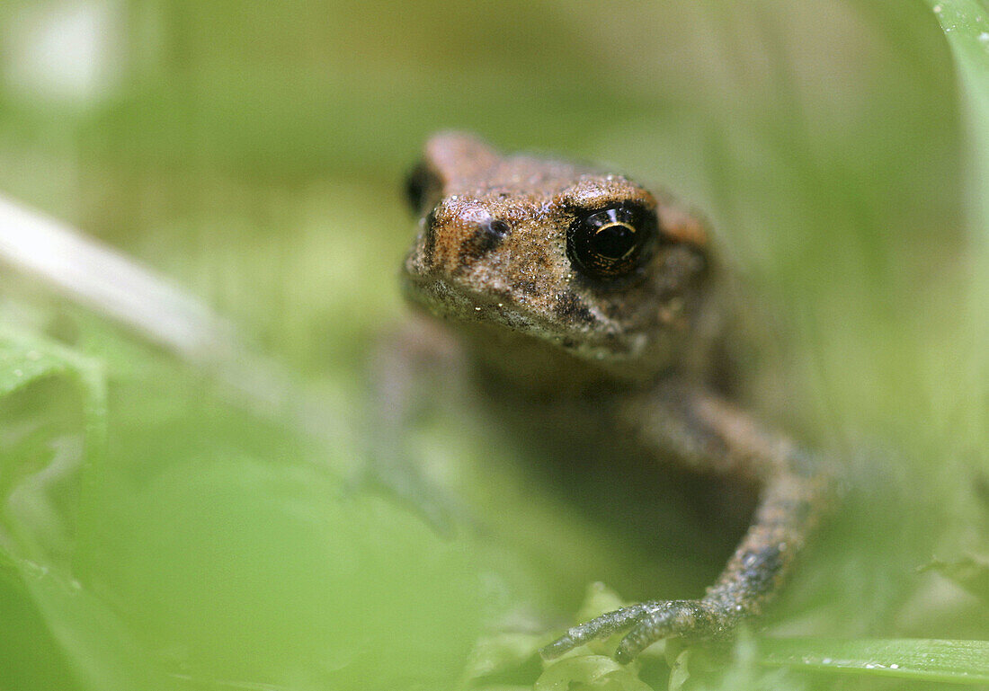 A young toad (13 mm). Sweden