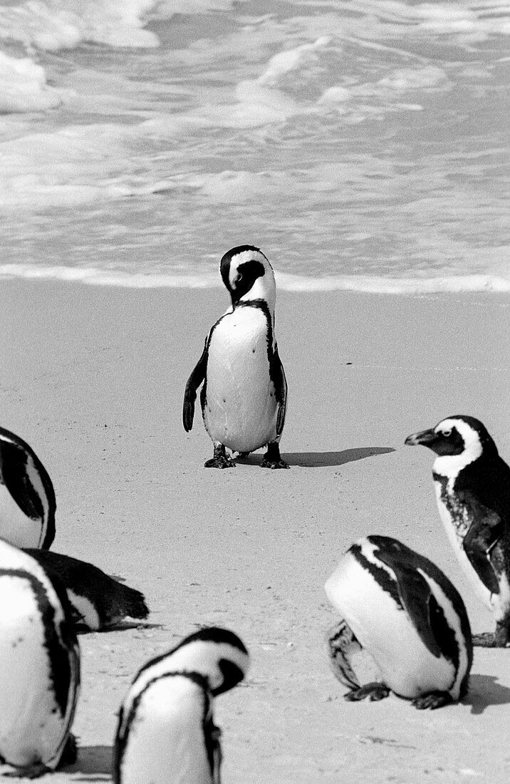 African Jackass Penguin colony at Boulder’s Beach, a couple of kilometres out of Simon’s Town, near Cape Town, South Africa