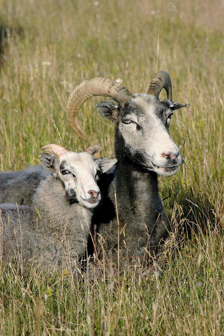 Ewe with lamb (a race called gutefar that has horns). Sweden