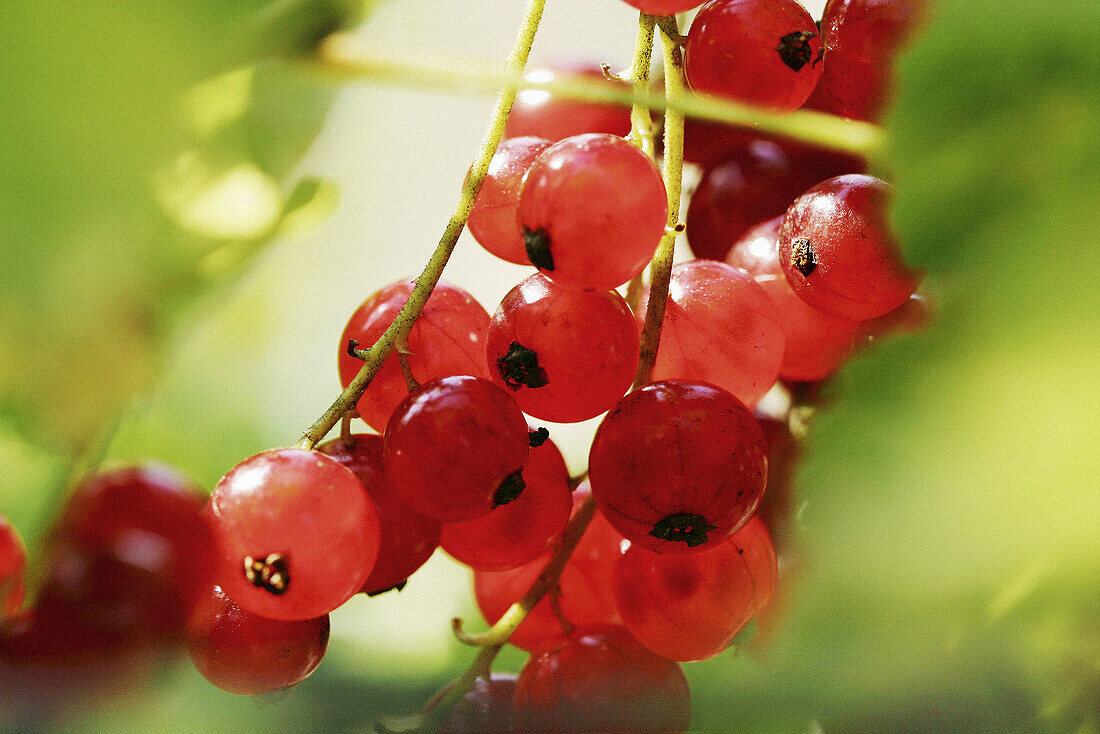 Redcurrants