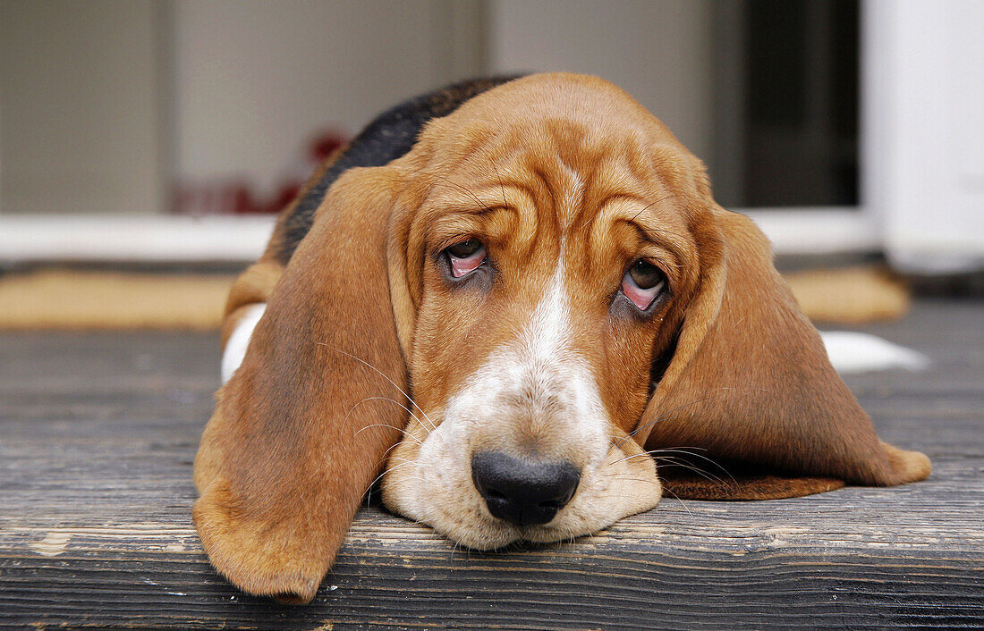 A Basset pup on the stairs in front of the door