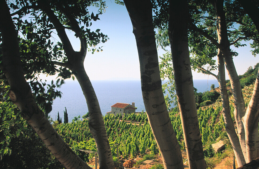 Vineyards. Elba Island. Tuscany. Italy