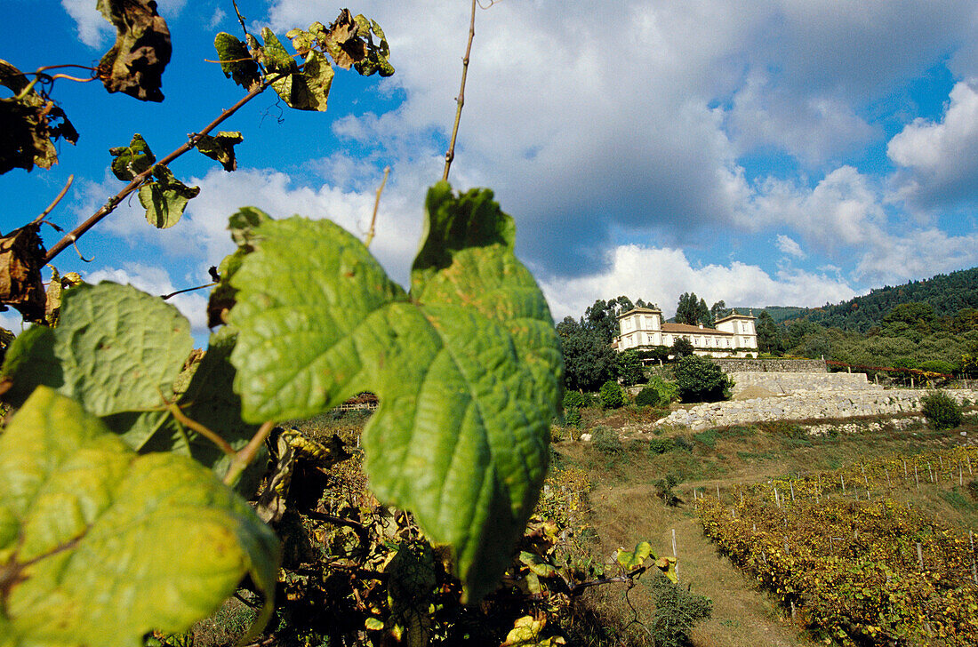 Vineyard of Paço de Calheiros villa. Ponte de Lima. Portugal