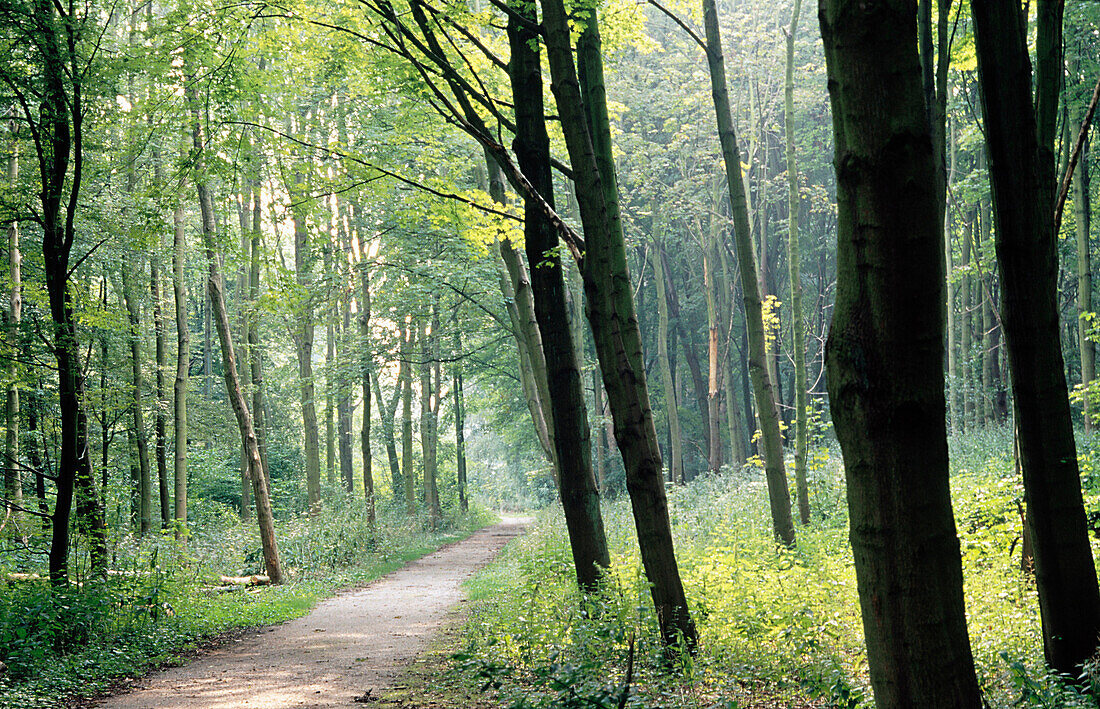 Haagse Bos Park. The Hague. Holland