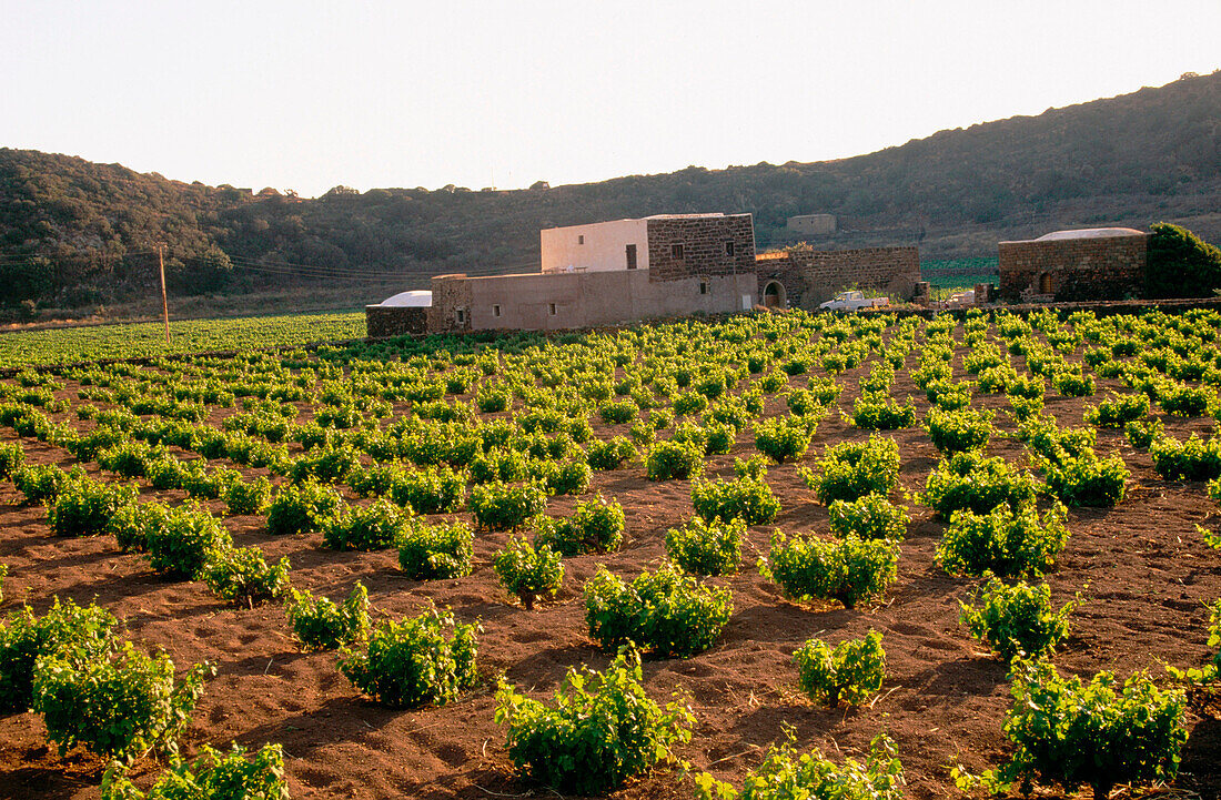 Valenza farm in Monastero Valley. Pantelleria Island. Sicily. Italy
