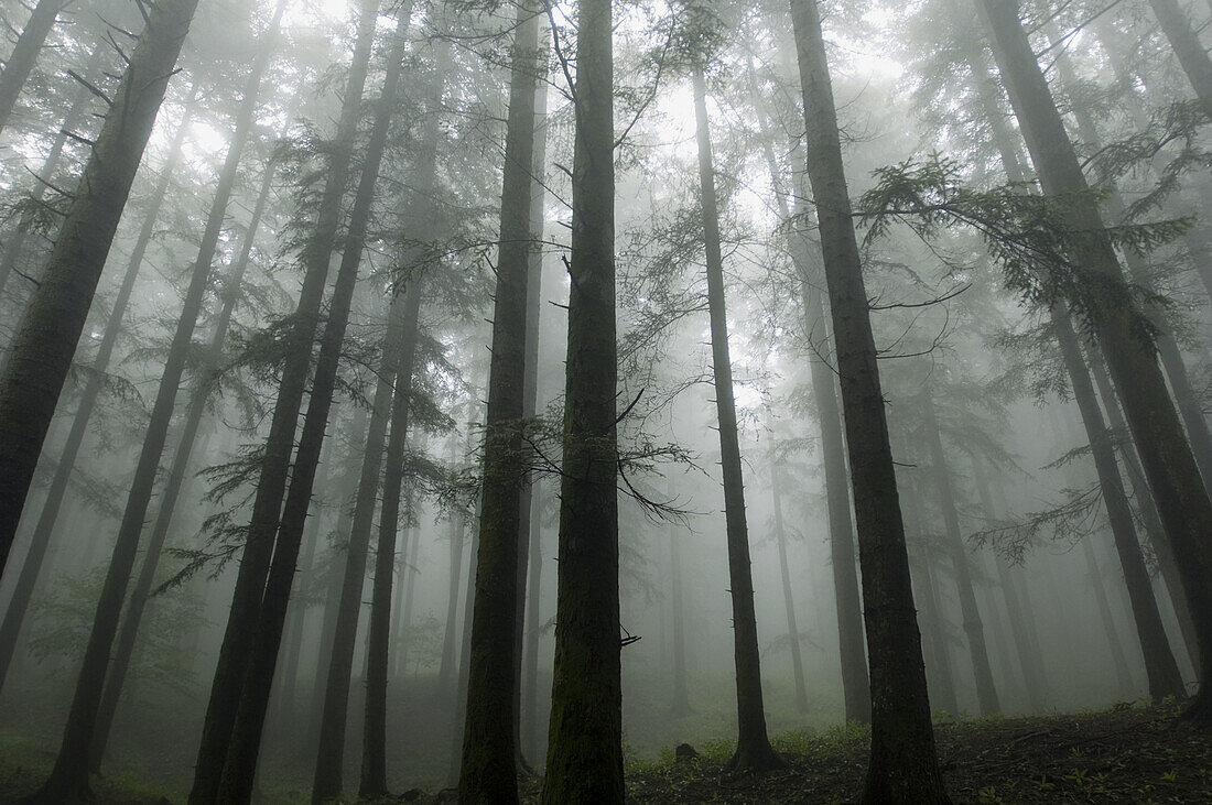 Parco delle Foreste Casentinesi. Wood near Camaldoli Hermitage. Stia. Tuscany. Italy.