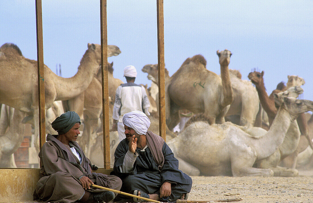 Camel market. Bir Shalatein. Red Sea, Al-Bahr-al-Ahmar. Egypt.