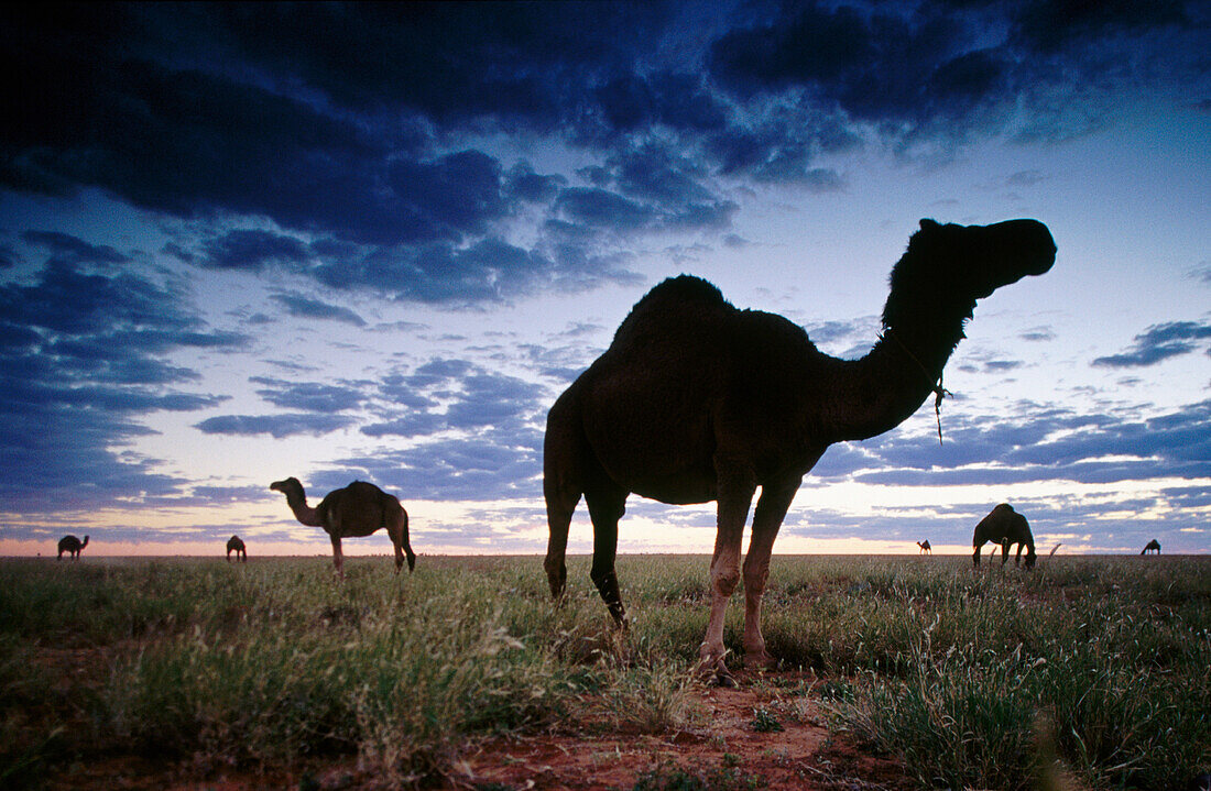 Premier Camels Racing event. Boulia desert. Queensland. Australia