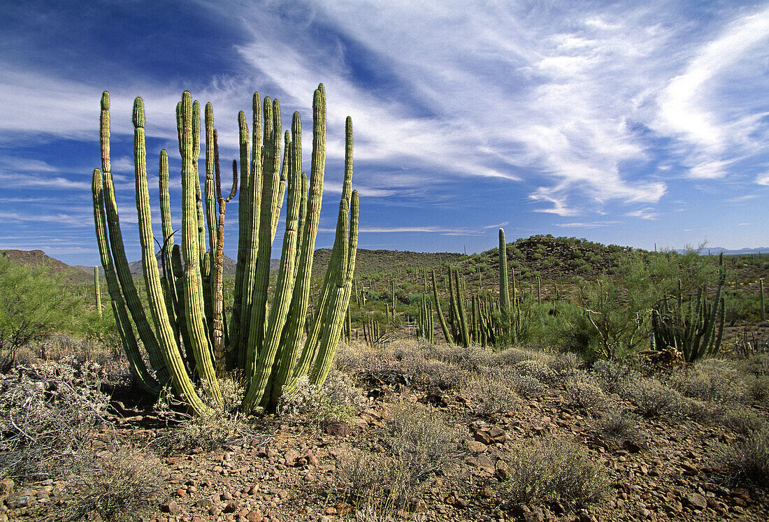 Sonoran Desert. Organ Pipe Cactus National Park. Organ pipe cactus