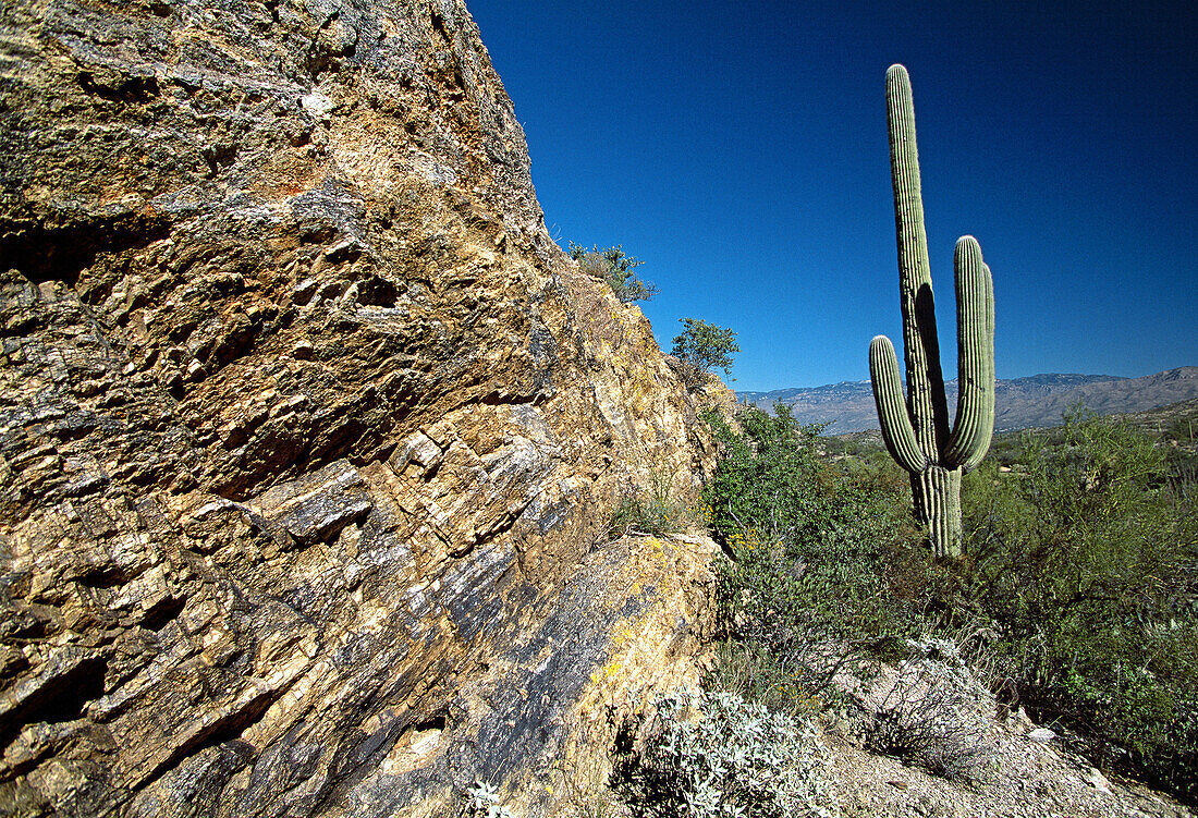Saguaro National Park. A rock and a saguaro. Arizona, USA.