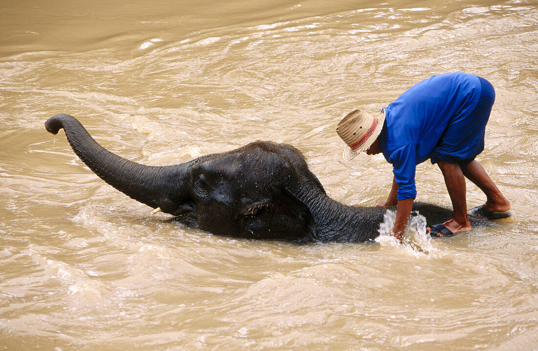 Washing an elephant. Ma Ping elephant camp. Chiang Mai province. Thailand.