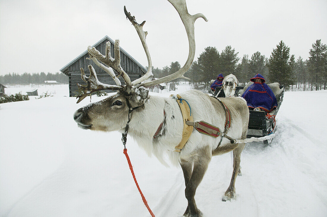Reindeer transporting lapps. Lappland. Ivalo. Finland.