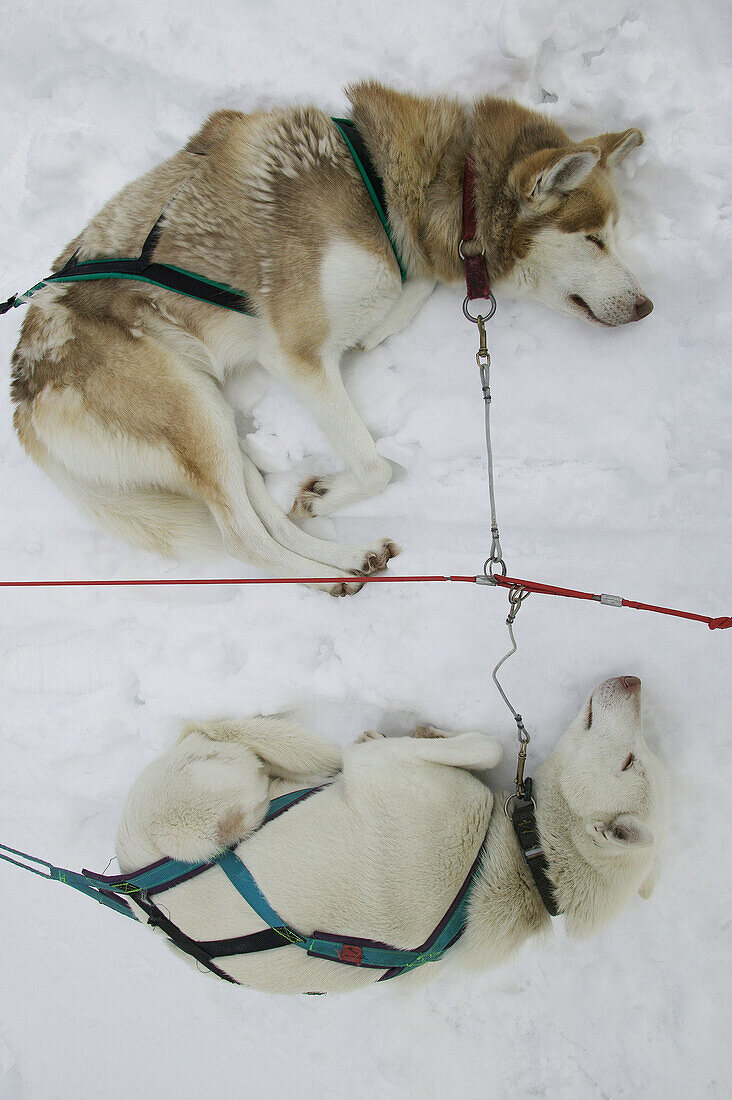 Siberian Huskies. Nordic breed. Sled dog. Lapland. Ivalo. Inari. Finlandia