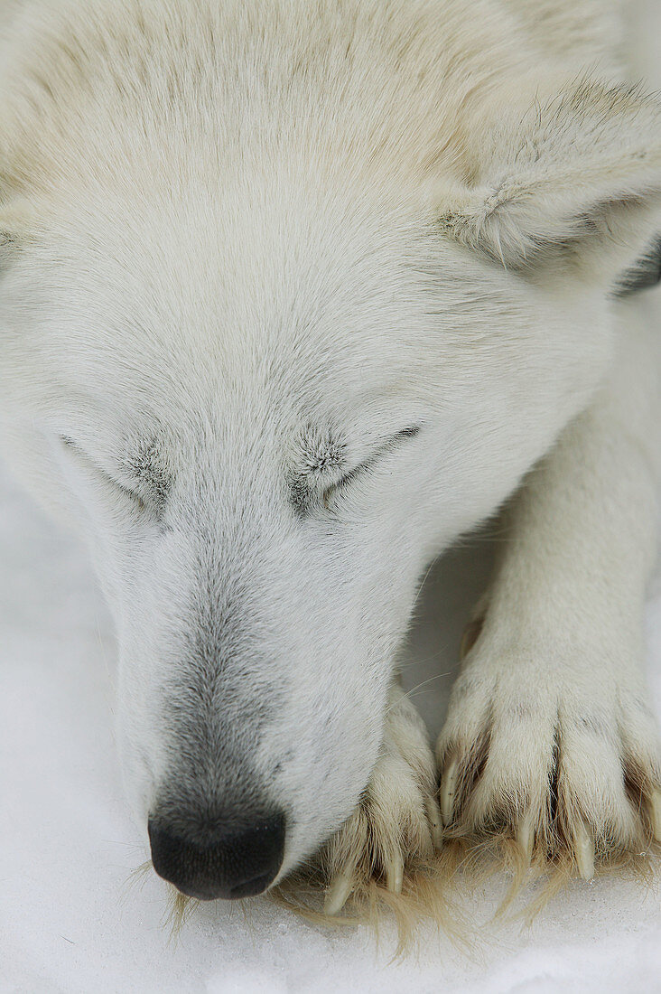 Siberian Husky. Nordic breed. Sled dog. Lapland. Ivalo. Inari. Finlandia