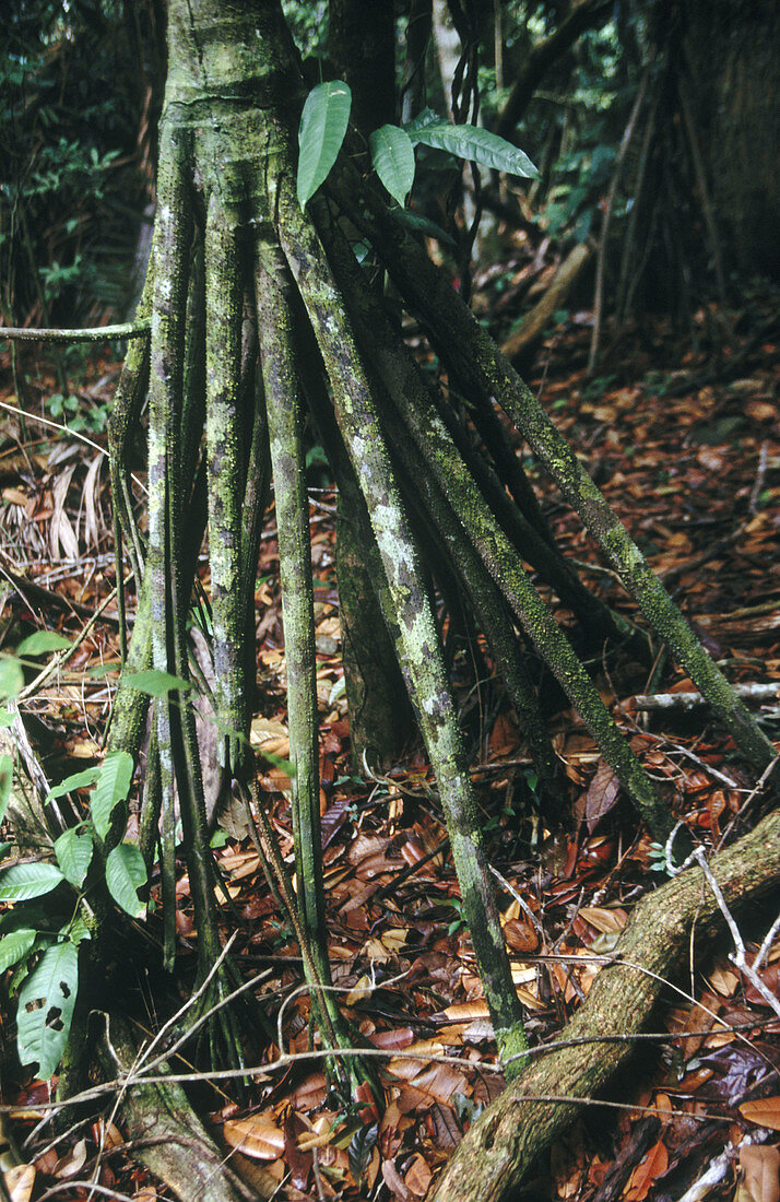 Palm roots (Socratea sp.). Barro Colorado island, Panama