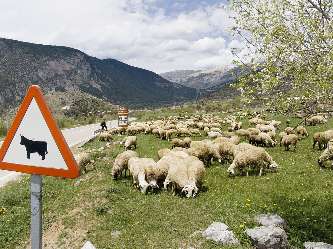 Sheep. Gósol. El Berguedà, LLeida, Catalunya, Spain. Path of the Good Men (Camí dels Bons Homes). Route of the Cathars. Mountain-bike. BTT. GR 107.