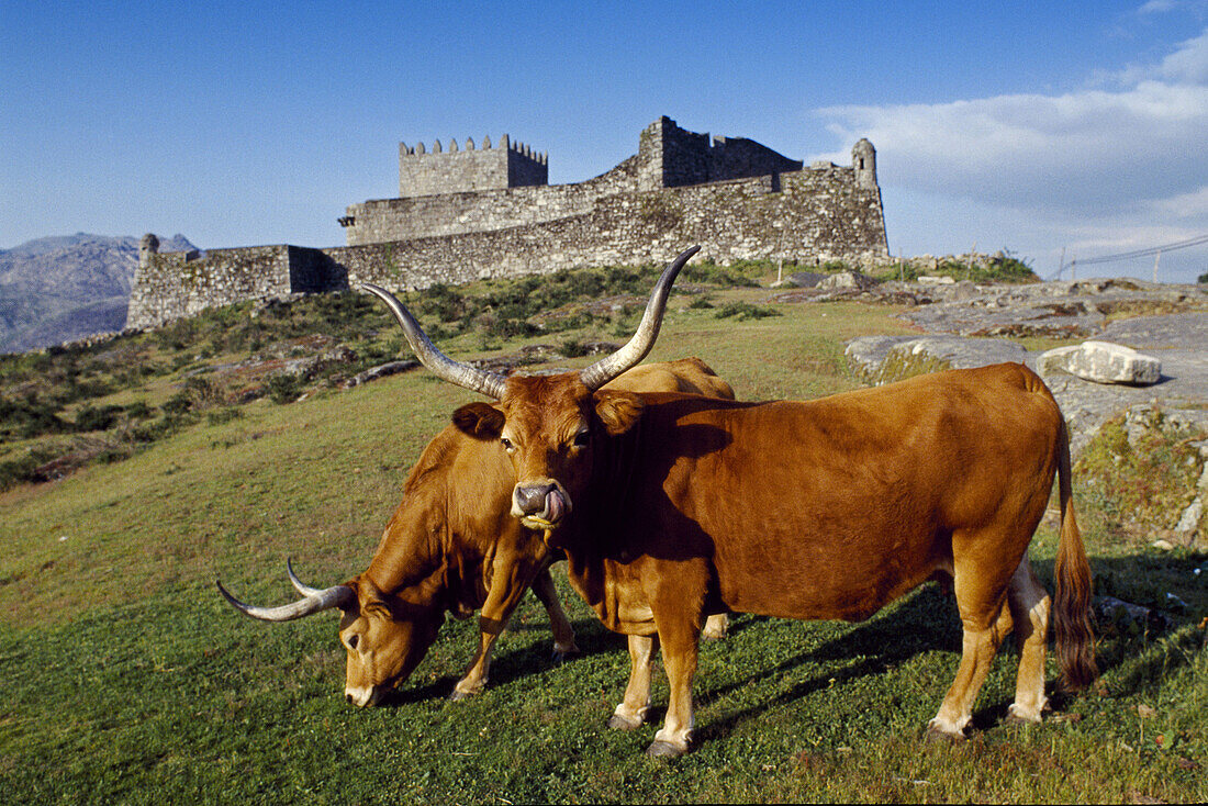 Lindoso castle (13th century) and Cachena cows. Cabril valley. Peneda-Gerês National Park. Minho. Tras-os-Monte, Portugal