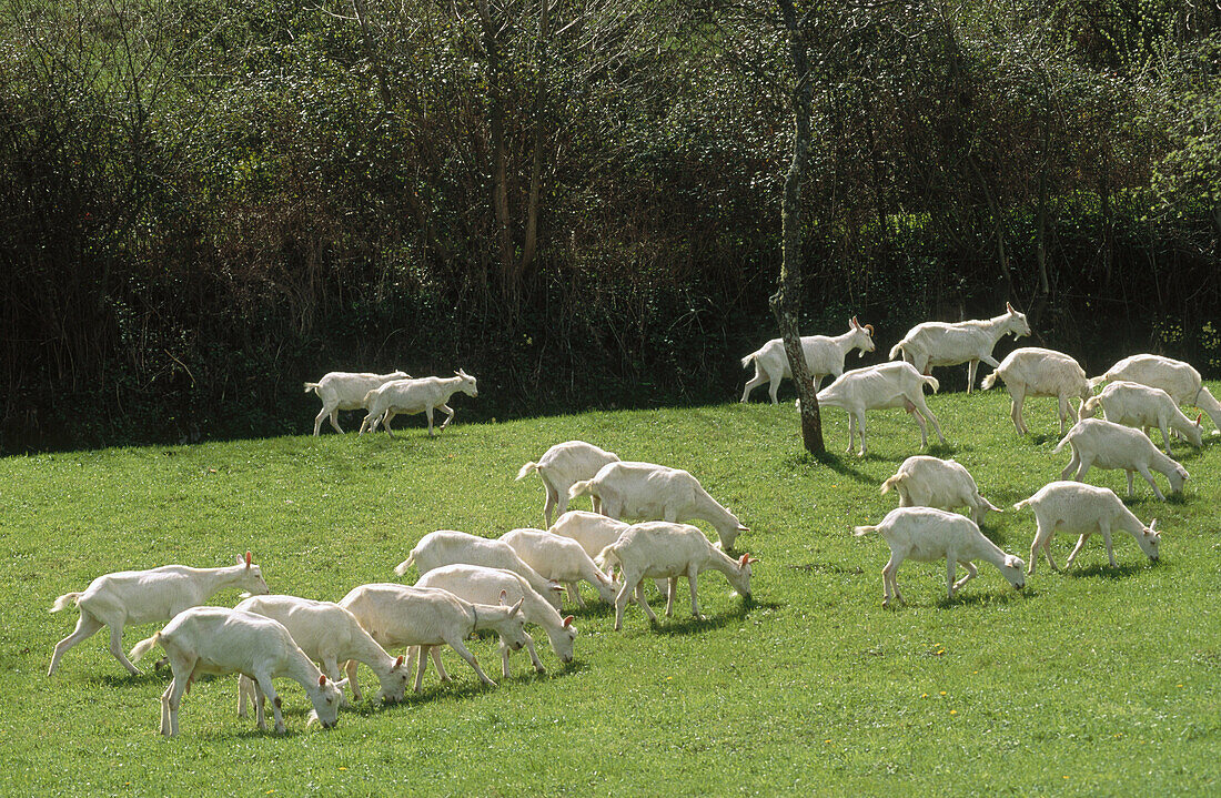 Sheep. Ambasmestas. León province. Castilla y Leon. Spain.