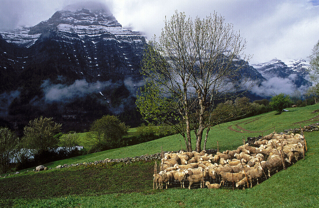 Sheep. Valle de Pineta. Huesca province. Aragon. Spain.