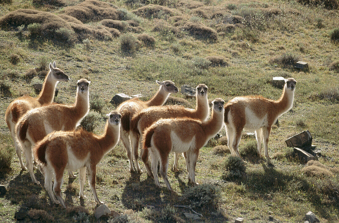 Guanacos (Lama guanicoe). Torres del Paine National Park. Chile.