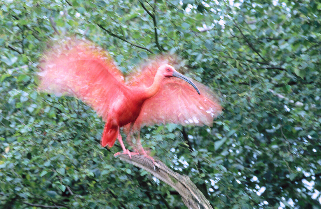 Scarlet Ibis