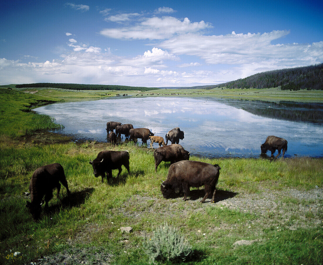 American Bison (Bison bison). Yellowstone NP. Wyoming. U.S.A.