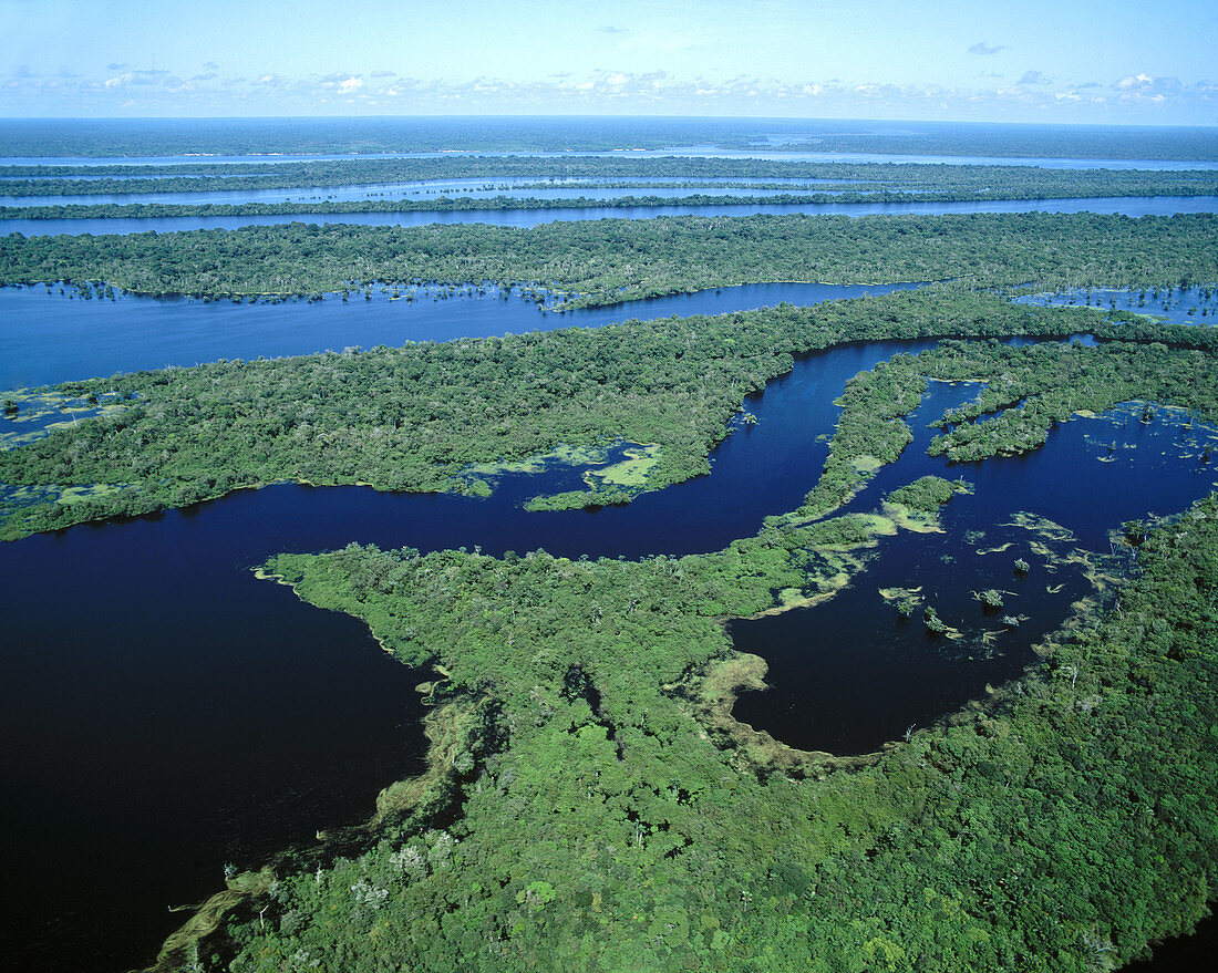 Archipelago of Anavilhanas at Amazon River, near Manaus. Brazil