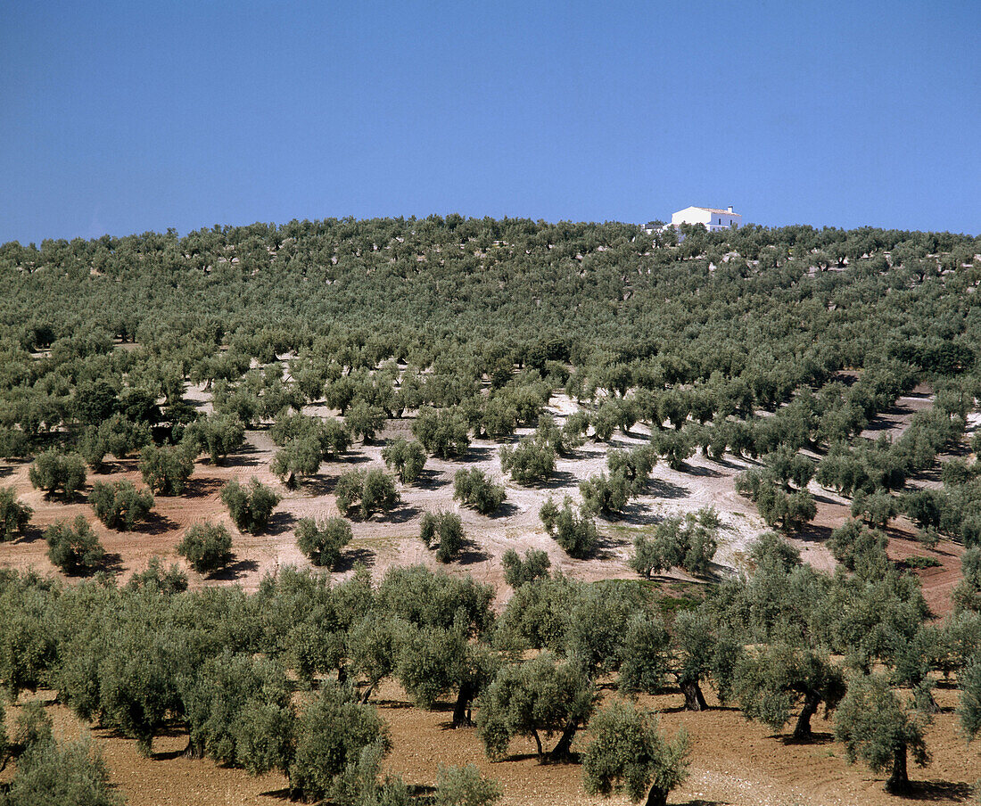 Olive trees, Jaen province, Andalusia, Spain
