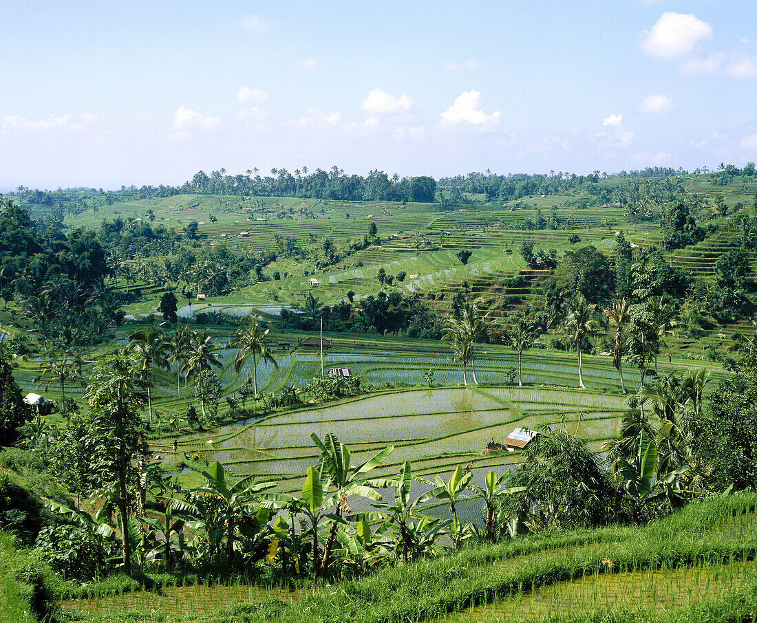 Ricefields. Jatiluwih. Bali. Indonesia.