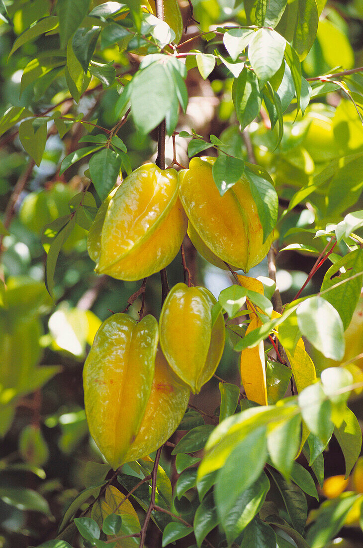 Starfruits. Huahine Island. French Polynesia