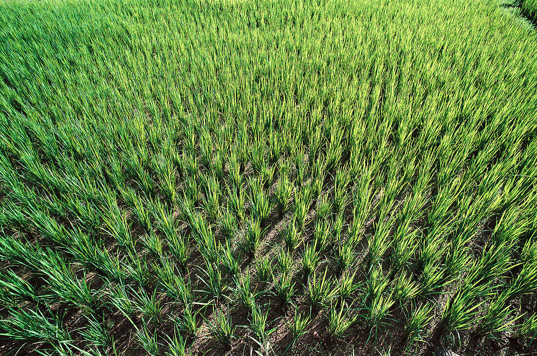 Rice fields. Maharashtra. India