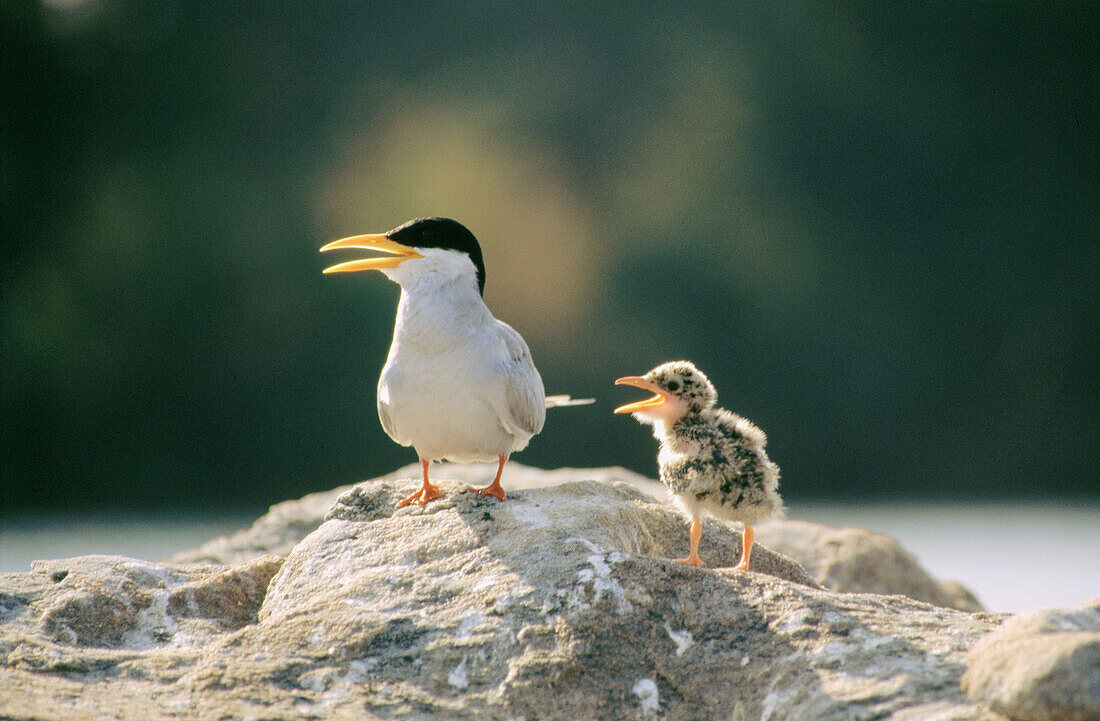 River Tern (Sterna aurantia) with young one