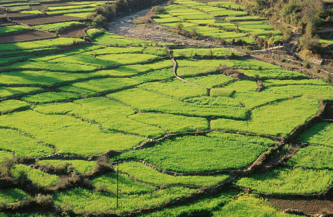 Rice fields. India