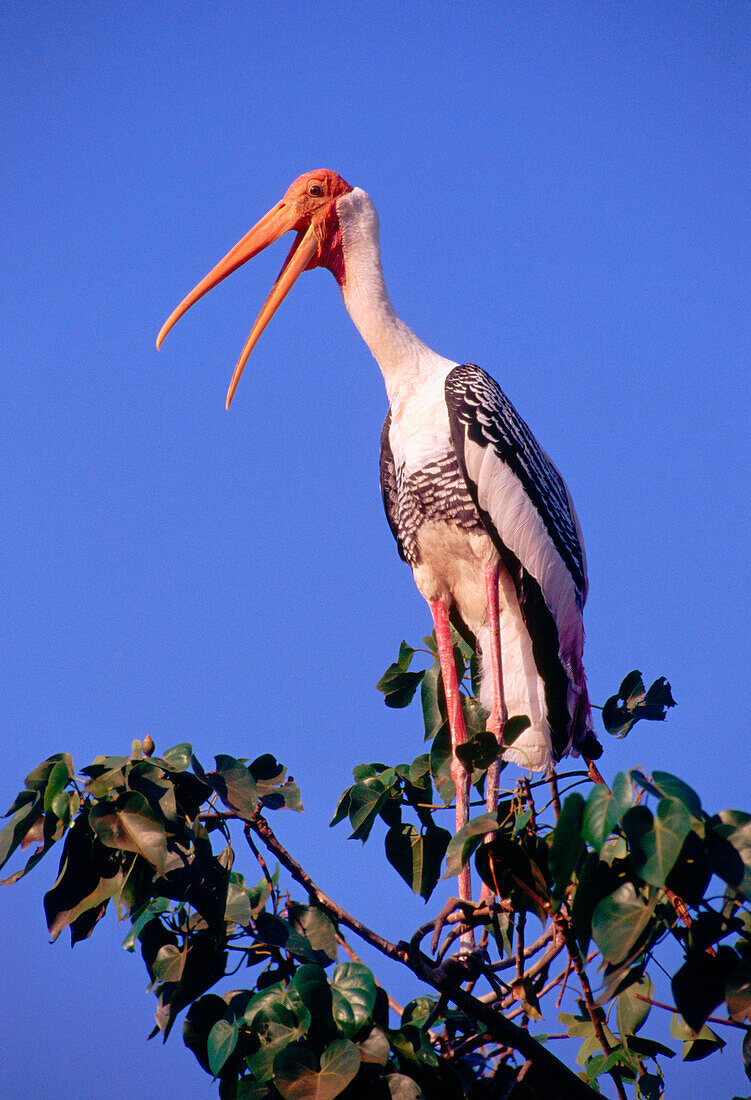 Painted Stork (Mycteria leucocephala). Kokkare Bellur. Mysore. India