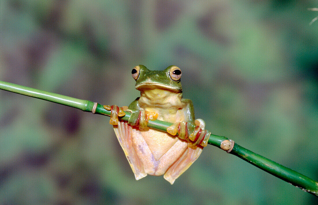 Malabargliging frog (Rhacophorus malabaricus)