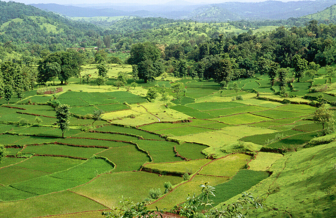 Rice fields in Ratnagiri. Maharashtra. India