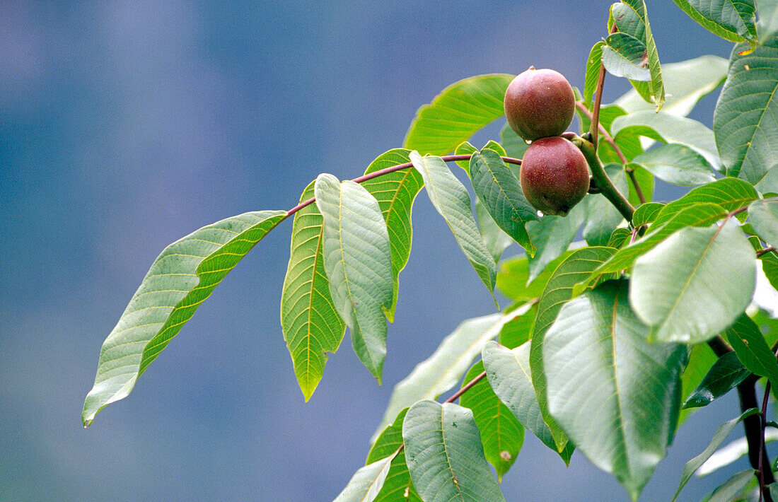 Detail of a plant in Uttaranchal. Northern India