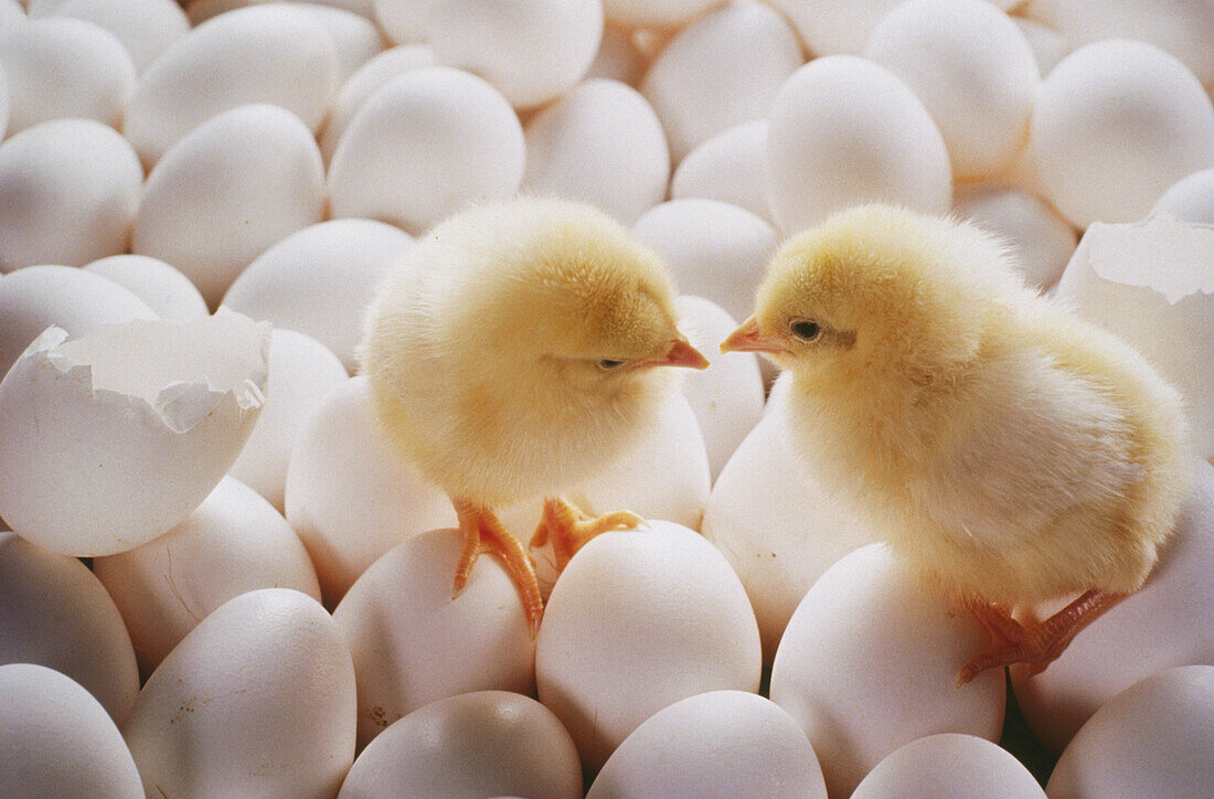 Chicks and eggs