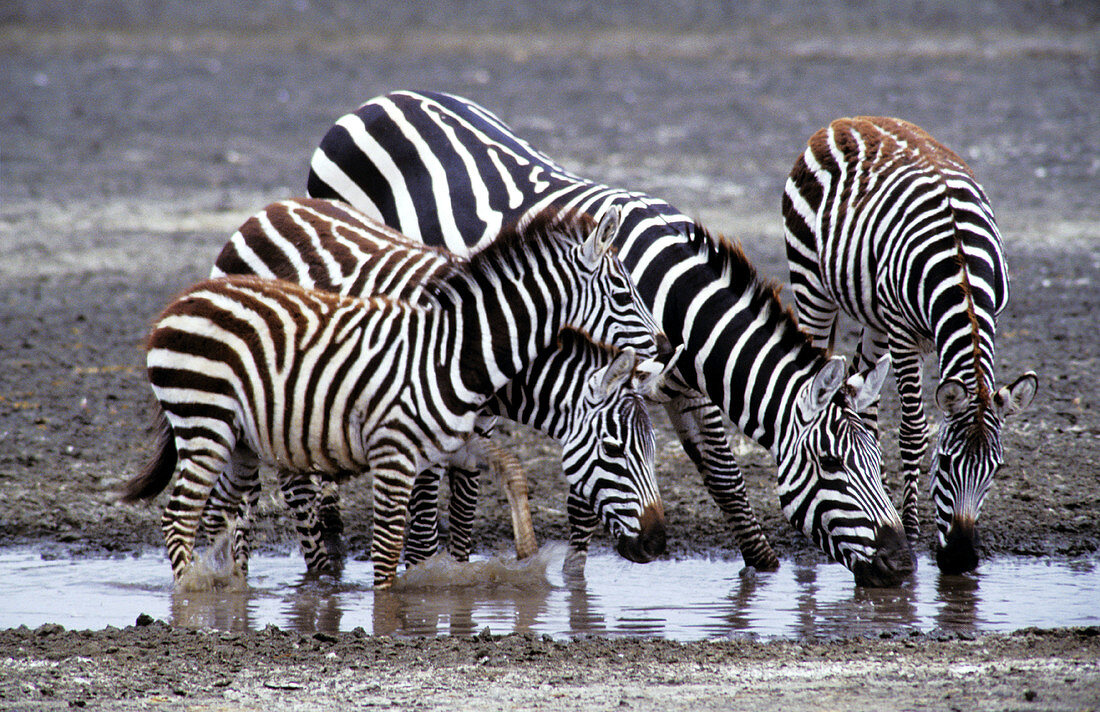 Zebras. Ngorongoro crater. Tanzania