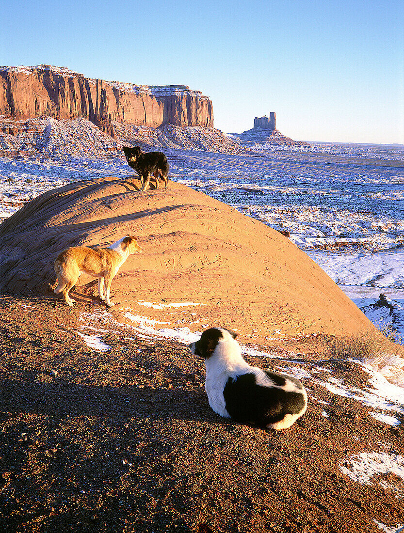 Dogs seeking for heat at sunrise. Monument Valley winter landscape. South West Utah. USA