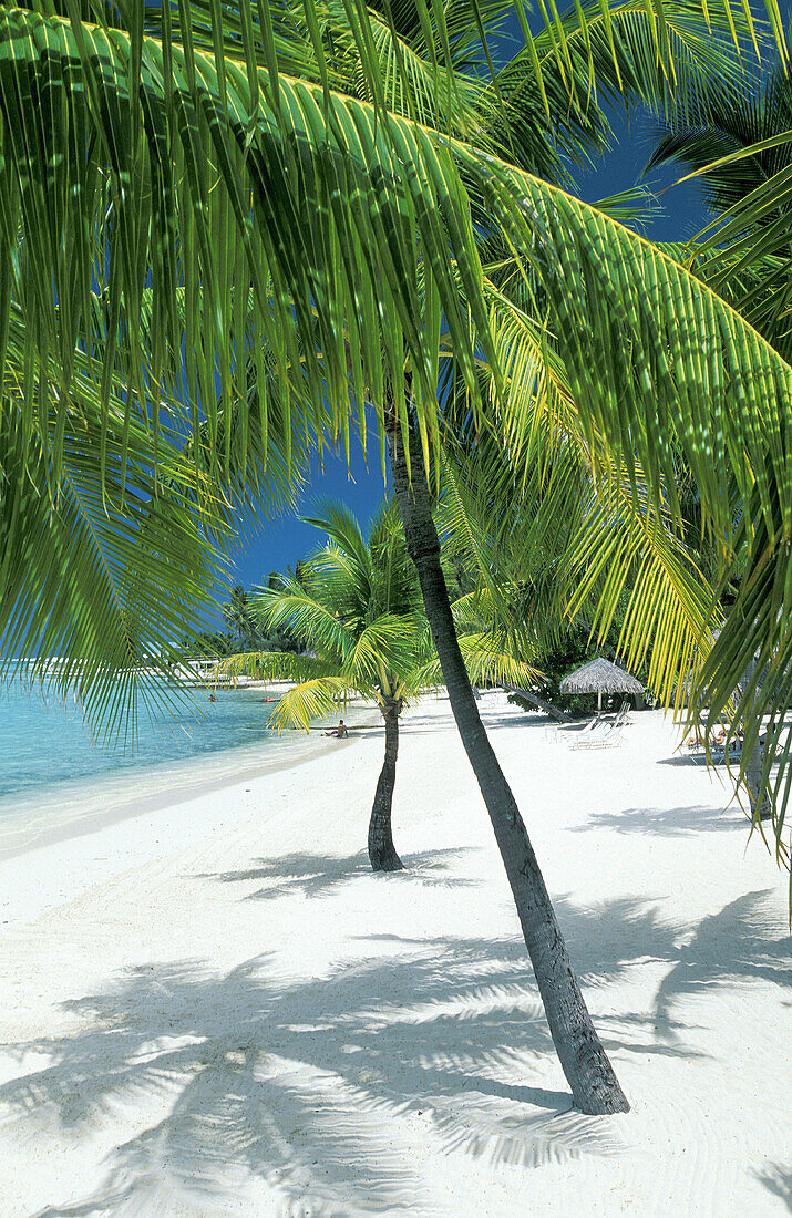 Beach and coconut palms. Bora Bora island, Leeward Islands. French Polynesia