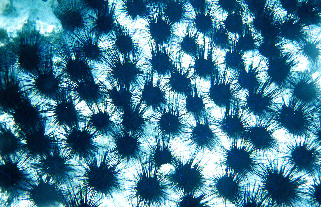 The lagoon sand covered with sea urchin during mating period.Bora Bora, Leeward Islands. French Polynesia