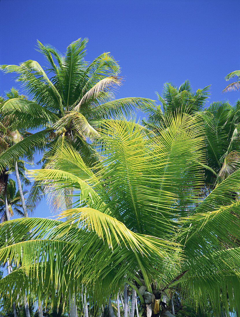 Coconut palms. Bahamas. Caribbean
